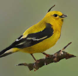 ‘this bird is yellow with black on its head and has a very short beak’