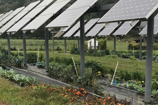 Agrivoltaics: Solar Panels on Farms Could Be a Win-Win