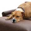 Preventing Arthritis In Your Pet