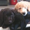 NEADS Puppies Free Veterans from PTSD